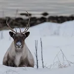 Hotell Yggdrasil Farmhotel Retreat, & Yoga Straumsbukta