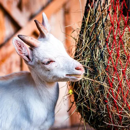 Yggdrasil Farmhotel Retreat, & Yoga Ξενοδοχείο