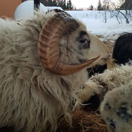 Ξενοδοχείο Yggdrasil Farmhotel Retreat, & Yoga Straumsbukta