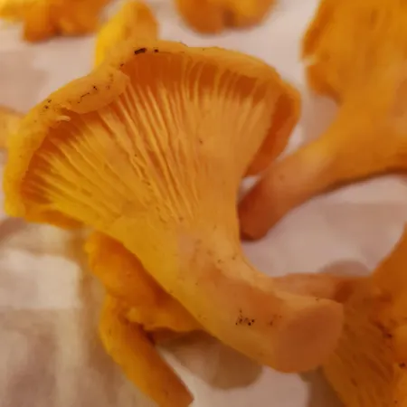 Ξενοδοχείο Yggdrasil Farmhotel Retreat, & Yoga