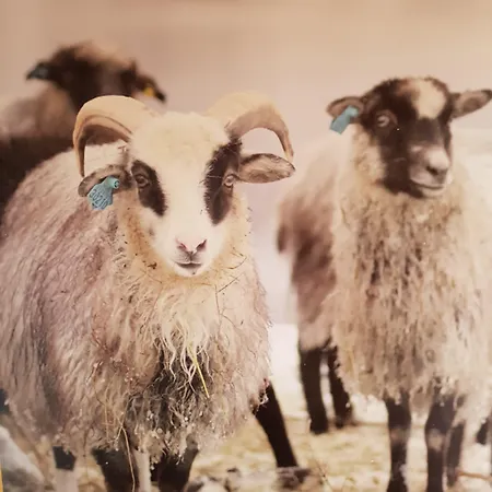 Yggdrasil Farmhotel Retreat, & Yoga Straumsbukta