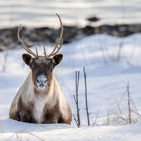 Yggdrasil Farmhotel Retreat, & Yoga מלון