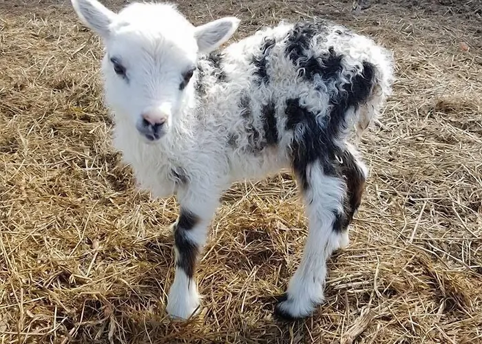 Yggdrasil Farmhotel Retreat, & Yoga 3* Straumsbukta