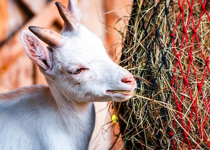 Yggdrasil Farmhotel Retreat, & Yoga Hotel